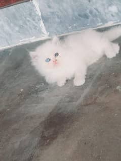 persian kittens