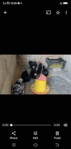 black and white breeder bantam for sale