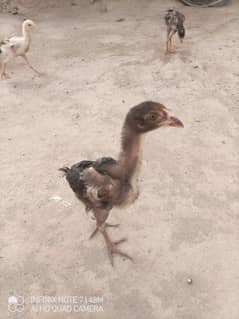 Aseel Chicks for sale