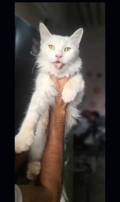persian