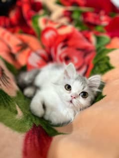 Persian