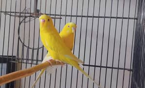 Yellow Red-Eye Breeder Budgies for Sale – Home Breed, Healthy Parrots