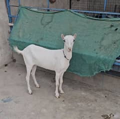 gulabi teddy tedi bakri goat (bakra se cross)