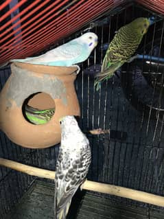 06 PERROT AND CAGE URGENT SALE