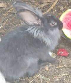 fancy rabbits
