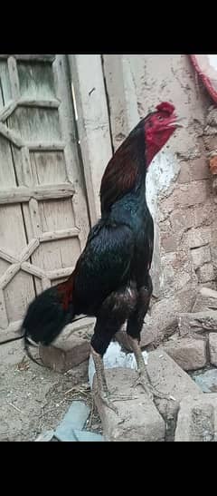 Thai patha for sale loker jet black game birds
