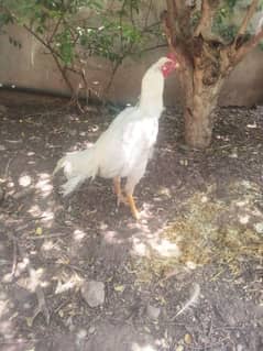 aseel Heera murgay (03445152074 Whatsapp)