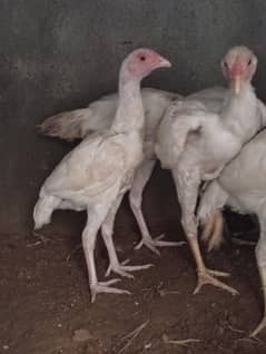 Mainwali Aseel pathiyan  WhatsApp 03410011102