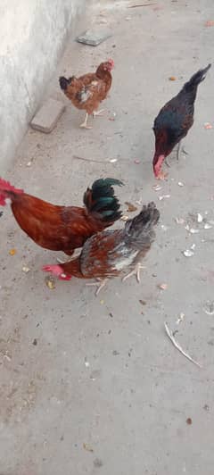 misri