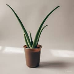 1. Fresh Aloe Vera Plant for Sale – Organic & Homegrown