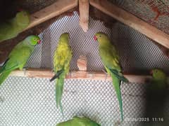 green parrot
