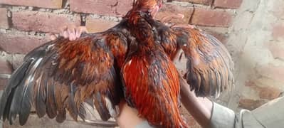 2 ASEEL MALE AND 2 FEMALE FOR SALE 03089375935
