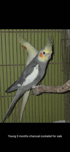 3 Month Charcoal Cockatiel