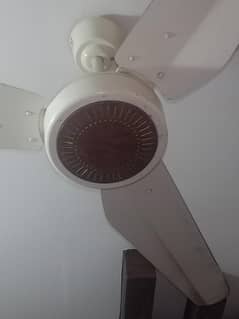pak ceiling fan available for sale