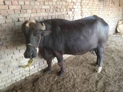 beautiful bafflo