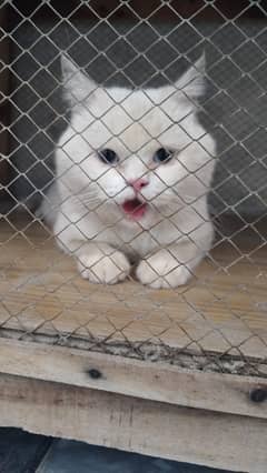 Short hair Persian cat