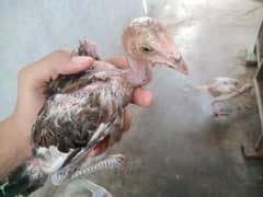 Healthy Madia par Chicks