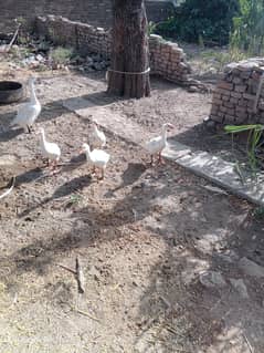 long neck ducks pair