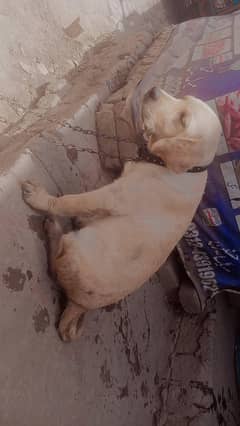 labrador female for sale