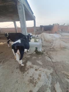 Cows 3