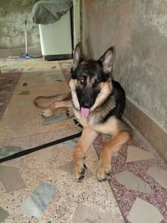 GSD MALE KING SIZE