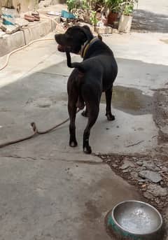 Male Pitbull (original) Non-Pedigree