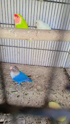 love birds breeder pair exchange possible