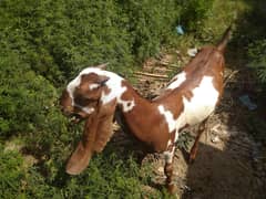 Bakri