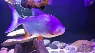 URGENT SALE HEALTHY AND ACTIVE MONSTER(RED BALLIED PACU)