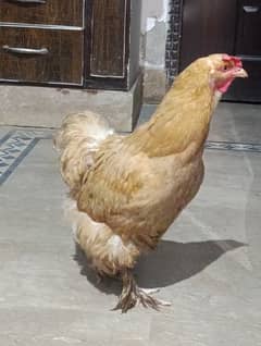 golden buff fancy female