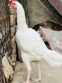 Heera aseel female high quality