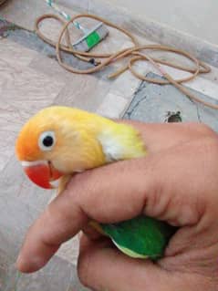 Parblue and Blue Opalines, albino and split ino birds
