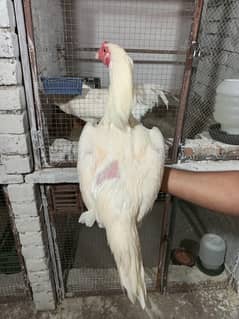 Heera Aseel patha for sale