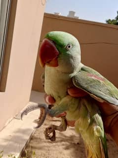 kashmiri pahari talking parrot