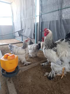 Brahma, white Silkie,, Red porcelain Bentum, Red buff brahma, youkoham