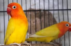 Lutino parsonta | Love bird