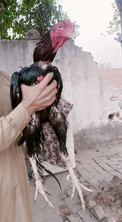 Top quality aseel lali breed pair for sale