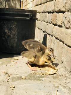Duckkkk