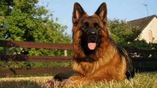 German Shepherd