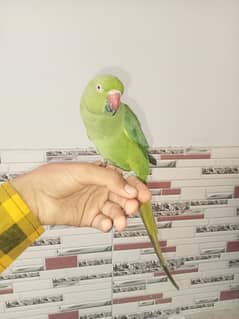 Ringneck