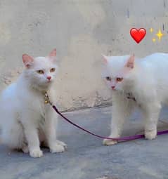 Persian