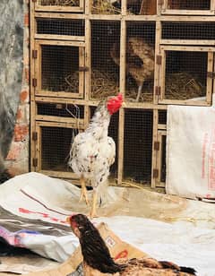 Aseel Murga & Chicks