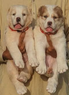 alabai puppies pair age 2 month havey bone for sale