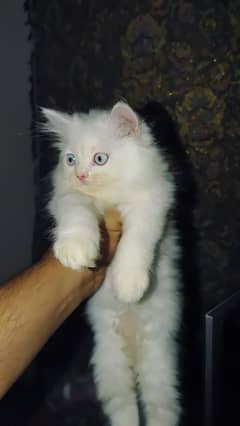 Persian