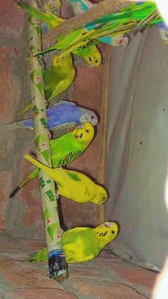 Parrot