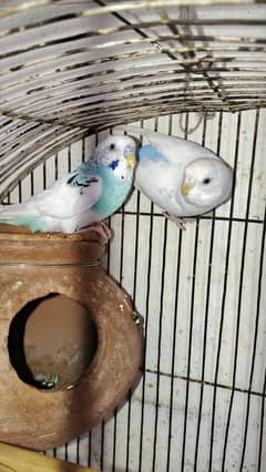 Australia pair for sale with Cage