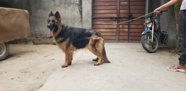 garman shepherd breeder female on heat