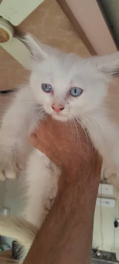 persian