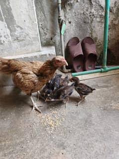 aseel chiks