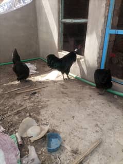 Ayam